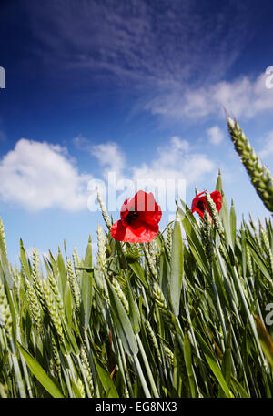 Mohnblumen in einem Weizenfeld in Norfolk, Großbritannien Stockfoto