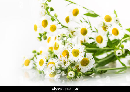 Daisy weiße Blume isoliert Blumen Gänseblümchen Stockfoto