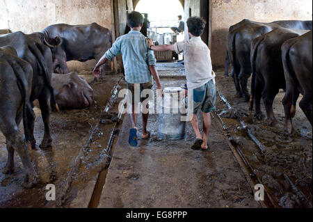 Aarey Milch Kolonie befindet sich eine Ansammlung von privaten Büffel Milchviehbetriebe in Goregaon einem Vorort von Mumbai. Es umfasst eine Fläche Stockfoto