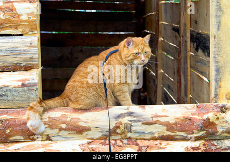 Rote Katze an der Leine, sitzen auf dem Fenster der Planken Bäder gebaut Stockfoto