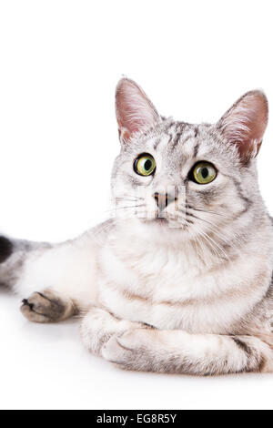 grau gestreifte Tabby Katze isoliert auf weißem Hintergrund Stockfoto