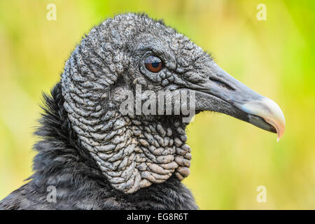 Closeup Portrait von einem schwarzen Geier (Coragyps Atratus) auch bekannt als der amerikanische schwarze Geier, Everglades, Florida Stockfoto