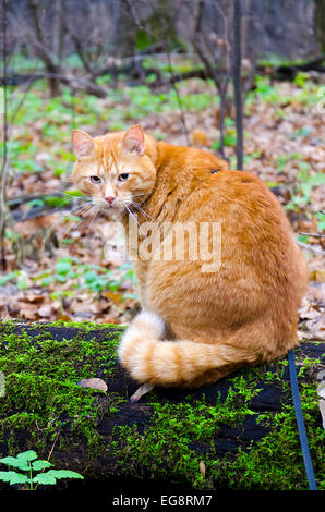 Rote Katze an der Leine, sitzen an einem gefällten Baum in den herbstlichen Wald Stockfoto