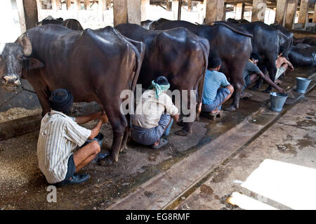 Aarey Milch Kolonie befindet sich eine Ansammlung von privaten Büffel Milchviehbetriebe in Goregaon einem Vorort von Mumbai. Es umfasst eine Fläche Stockfoto