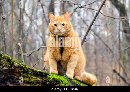 Rote Katze an der Leine, sitzen an einem gefällten Baum in den herbstlichen Wald Stockfoto