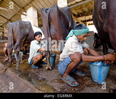 Aarey Milch Kolonie befindet sich eine Ansammlung von privaten Büffel Milchviehbetriebe in Goregaon einem Vorort von Mumbai. Es umfasst eine Fläche Stockfoto