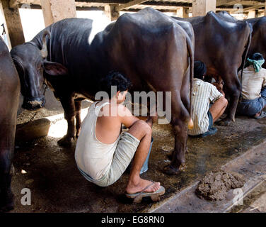 Aarey Milch Kolonie befindet sich eine Ansammlung von privaten Büffel Milchviehbetriebe in Goregaon einem Vorort von Mumbai. Es umfasst eine Fläche Stockfoto