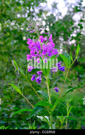 Kraut-Weide-Kraut (Chamerion Angustifolium) Stockfoto