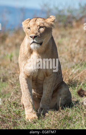 Löwin sitzen direkt auf dem Grasland des Ngorongoro Crater während starrte vorläufig. Stockfoto