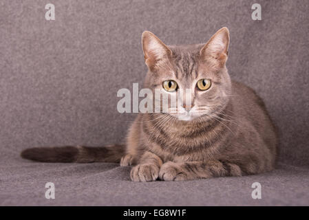 Blau Tabby Katze liegend gegen hellgrauen Hintergrund Stockfoto