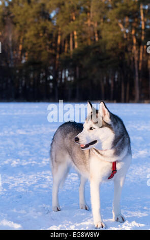 Siberian Husky bei Sonnenuntergang. Siberian Husky ist während des Sonnenuntergangs im Winter Fuß. Stockfoto