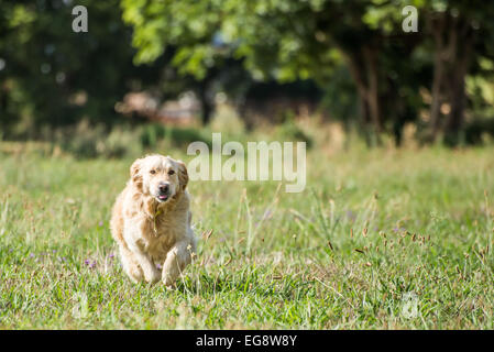 Golden Retriever laufen durch die Felder auf Hochtouren, und amüsiert sich. Stockfoto
