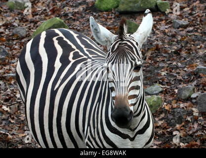 Nahaufnahme von einer schwangeren weiblichen Grant-Zebra (Equus Quagga Boehmi) Stockfoto