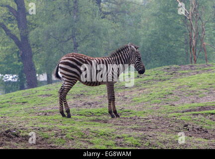 Einsame Grant-Zebra (Equus Quagga Boehmi) im Regen im Dierenpark Emmen Zoo, Niederlande Stockfoto