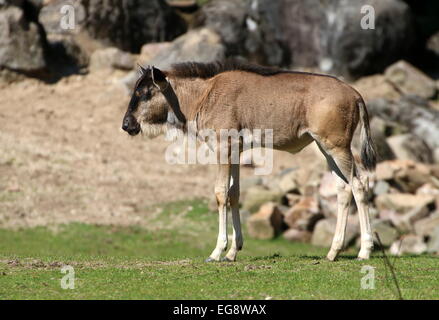 Juvenile östlichen weißen bärtigen Gnus oder Gnu (Connochaetes Taurinus Albojubatus) im Profil gesehen Stockfoto