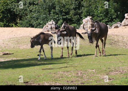 Drei Eastern weißen Bart, Gnus oder Gnus (Connochaetes Taurinus Albojubatus), zwei ausgewachsenen Tieren und ein junges Kalb Stockfoto