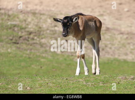 Einsame junge östlichen weißen bärtigen Gnus oder Gnu (Connochaetes Taurinus Albojubatus) zu Fuß auf eine Savanne Stockfoto
