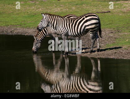 Zwei Grant-Zebras (Equus Quagga Boehmi) Trinkwasser an einer Wasserstelle Stockfoto