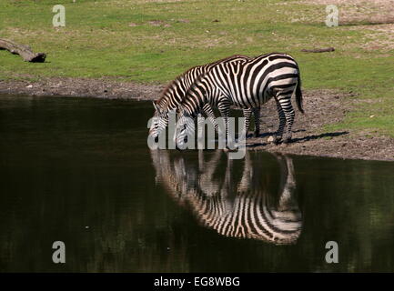 Zwei Grant-Zebras (Equus Quagga Boehmi) Trinkwasser an einer Wasserstelle Stockfoto