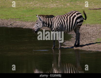 Einsame Grant-Zebra (Equus Quagga Boehmi) an einer Wasserstelle Stockfoto