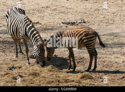 Zwei Grant-Zebras (Equus Quagga Boehmi), Mutter mit ihrem jungen Fohlen Stockfoto
