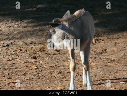 Juvenile Eastern Bart weißen, Gnus oder Gnu (Connochaetes Taurinus Albojubatus) Stockfoto