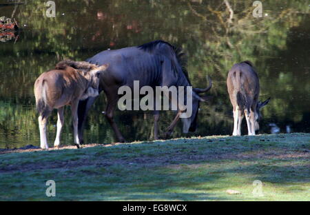 Drei östlichen weißen bärtigen Gnus oder Gnus (Connochaetes Taurinus Albojubatus), eine Reife Tier- und zwei junge Kälber Stockfoto