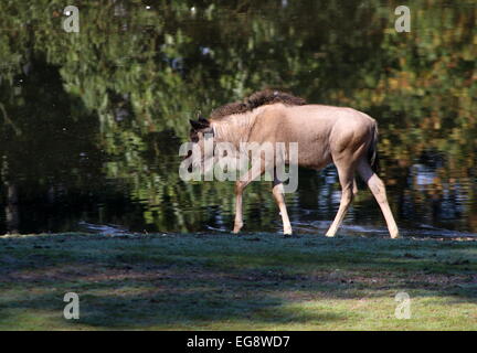 Juvenile östlichen weißen bärtigen Gnus oder Gnu (Connochaetes Taurinus Albojubatus) Stockfoto