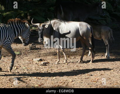 Eastern Bart weißen, Gnus oder Gnu (Connochaetes Taurinus Albojubatus) Begegnung mit einem Grant-Zebra Stockfoto