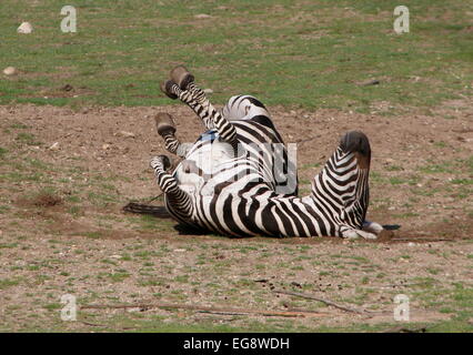 Ältere männliche Grant-Zebra (Equus Quagga Boehmi) auf den Rücken Rollen und Staub baden Stockfoto