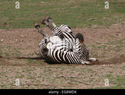 Ältere männliche Grant-Zebra (Equus Quagga Boehmi) auf den Rücken Rollen und Staub baden Stockfoto