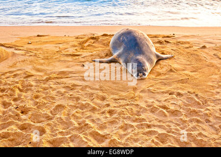 Eine vom Aussterben bedrohte hawaiianische Mönchsrobbe ruht am Poipu Beach bei Sonnenuntergang auf Kauai, Hawaii Stockfoto