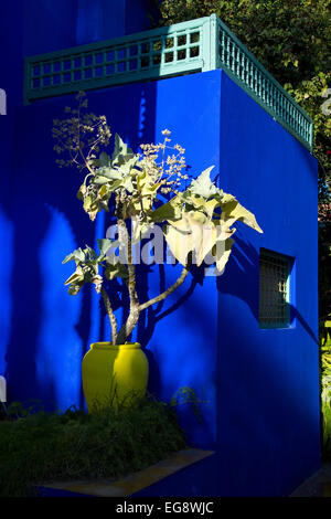 Jardin Majorelle in Marrakesch Solitärpflanze und Yves Saint Laurent Gedenkgarten Stockfoto