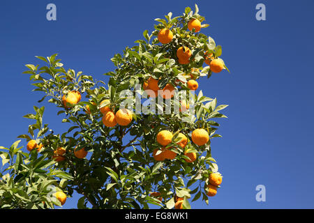 Sevilla Orangen wachsen am Baum gegen ein strahlend blauer Himmel Stockfoto