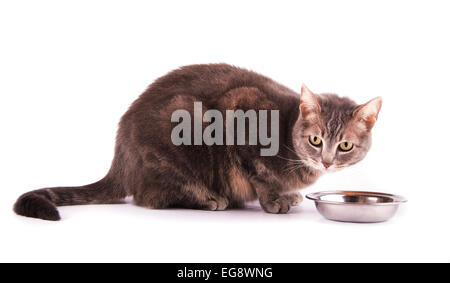 Blau Tabby Katze ruhen neben ihrem Futternapf auf weiß Stockfoto