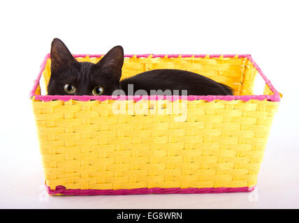 Entzückende schwarze Katze versteckt in einem gelben Korb über den Rand zu spähen Stockfoto