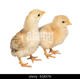 Huhn isoliert Küken Baby Ostern weiß gelb Stockfoto