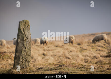 Standingstone Wheeldale Goathland North Yorkshire Moors mit Swaledale Schafen im Hintergrund Stockfoto