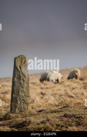 Standingstone Wheeldale Goathland North Yorkshire Moors mit Swaledale Schafen im Hintergrund Stockfoto