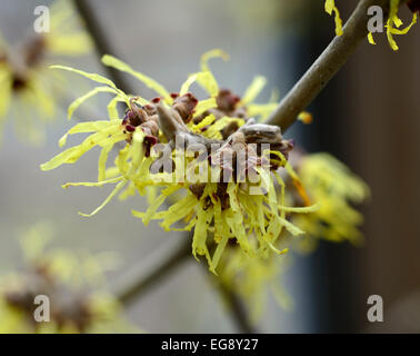 Hamamelis x intermedia Pallida Hamamelis Gretas Closeup selektiven Fokus sommergrüne Sträucher Bäume Blumen Blüten RM Floral Stockfoto