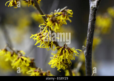 Hamamelis x intermedia Primavera Hamamelis Gretas Closeup selektiven Fokus sommergrüne Sträucher Bäume Blumen Blüten RM Floral Stockfoto