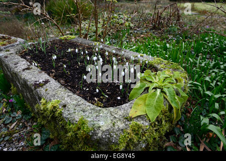 Stein, Trog Pflanzer weiße Schneeglöckchen Frühling Blumen Blume Blüte Einpflanzen Schema Primrose hill Lucan Dublin Rm floral Stockfoto