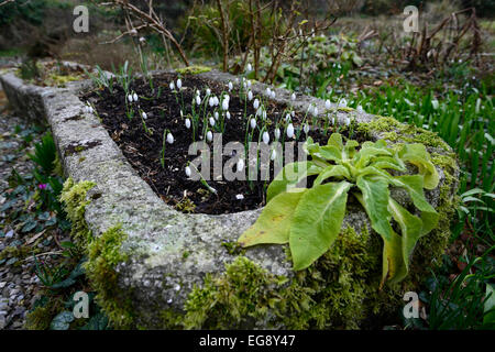 Stein, Trog Pflanzer weiße Schneeglöckchen Frühling Blumen Blume Blüte Einpflanzen Schema Primrose hill Lucan Dublin Rm floral Stockfoto