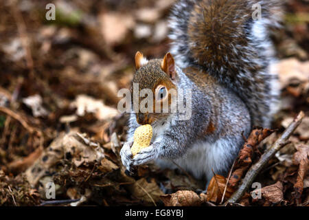 Eichhörnchen Sie im Wald Einstellung bei Golden Acre Park, Leeds, West Yorkshire Stockfoto