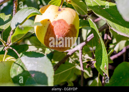 Faul und überreifen Apfel hängen an einen Zweig mit Blättern Stockfoto