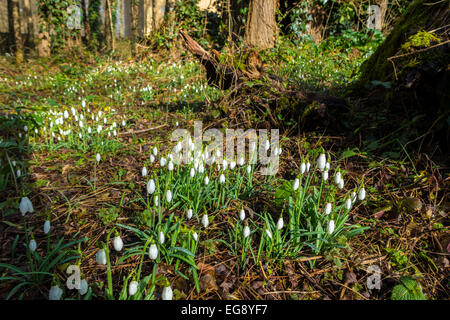 Gruppen von Galanthus-Schneeglöckchen wachsen in Wäldern, Frühling Stockfoto