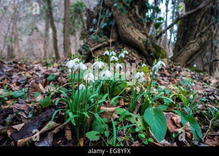 Nahaufnahme von Galanthus-Schneeglöckchen wachsen in Wäldern, Frühling Stockfoto