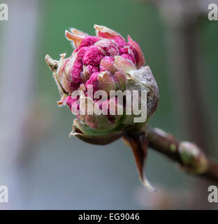 Viburnum X bodnantense 'Pink Dawn' Stockfoto