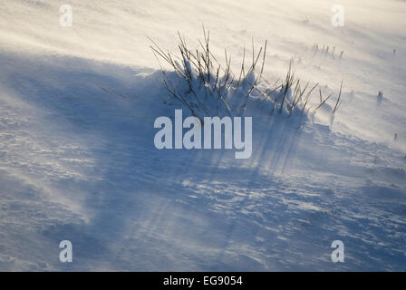 Grasbüschel stossen durch neu gefallene Schnee in helle Wintersonne Stockfoto