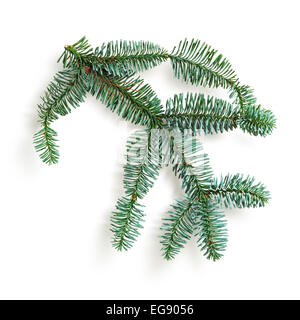 Tanne Zweig. Weihnachtsthemen. Nadelwald Blaufichten Zweig isoliert auf weißem Hintergrund. Objekt mit Beschneidungspfad Stockfoto